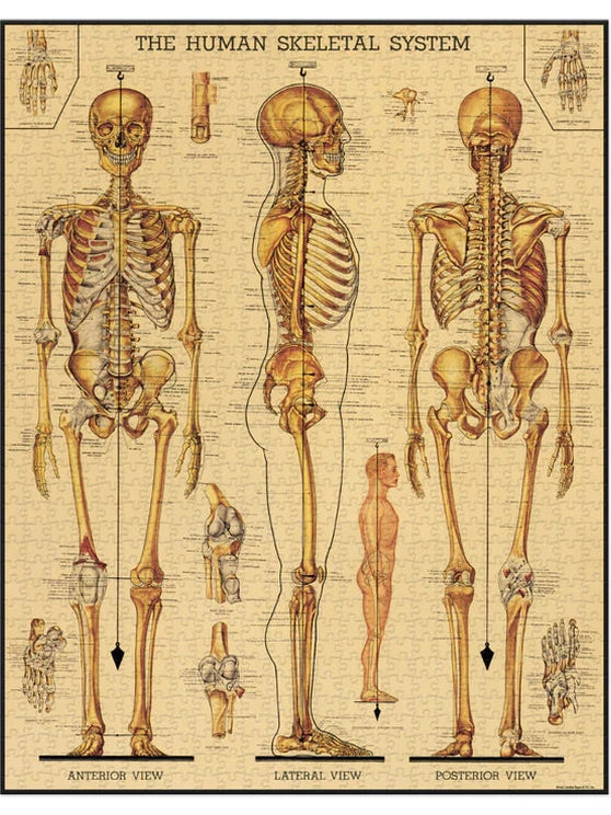 Skeletal System 1000 Piece Puzzle