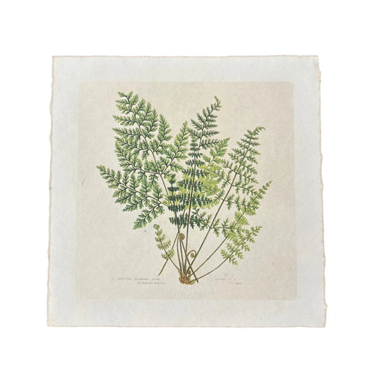 Fern Bunch - Flora & Fauna Collection