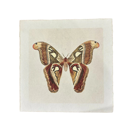 Brown Moth - Flora & Fauna Collection
