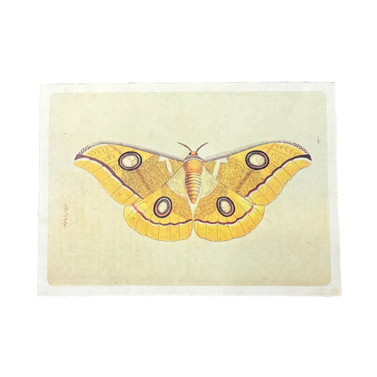 Yellow Moth - Flora & Fauna Collection