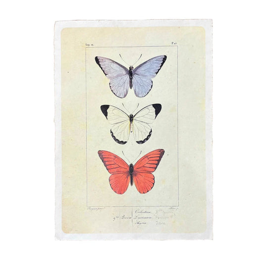 Butterfly Trio - Flora & Fauna Collection