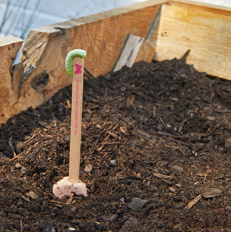 Seed Pops | Pollinator