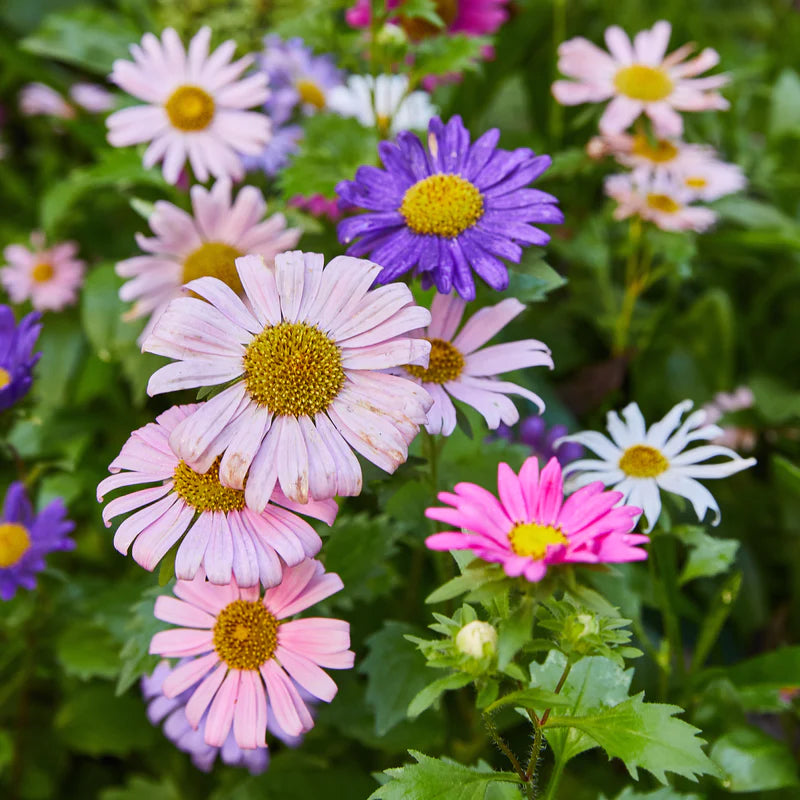 Seed Pops | Pollinator