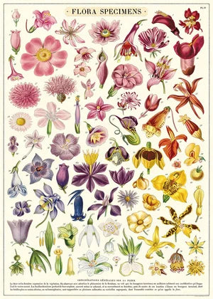 Flora Specimens