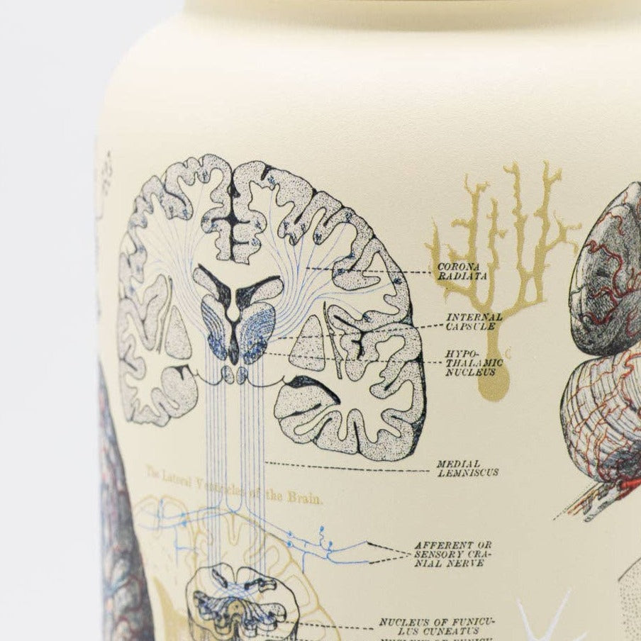 Brain & Neuroscience 32 oz Steel Bottle