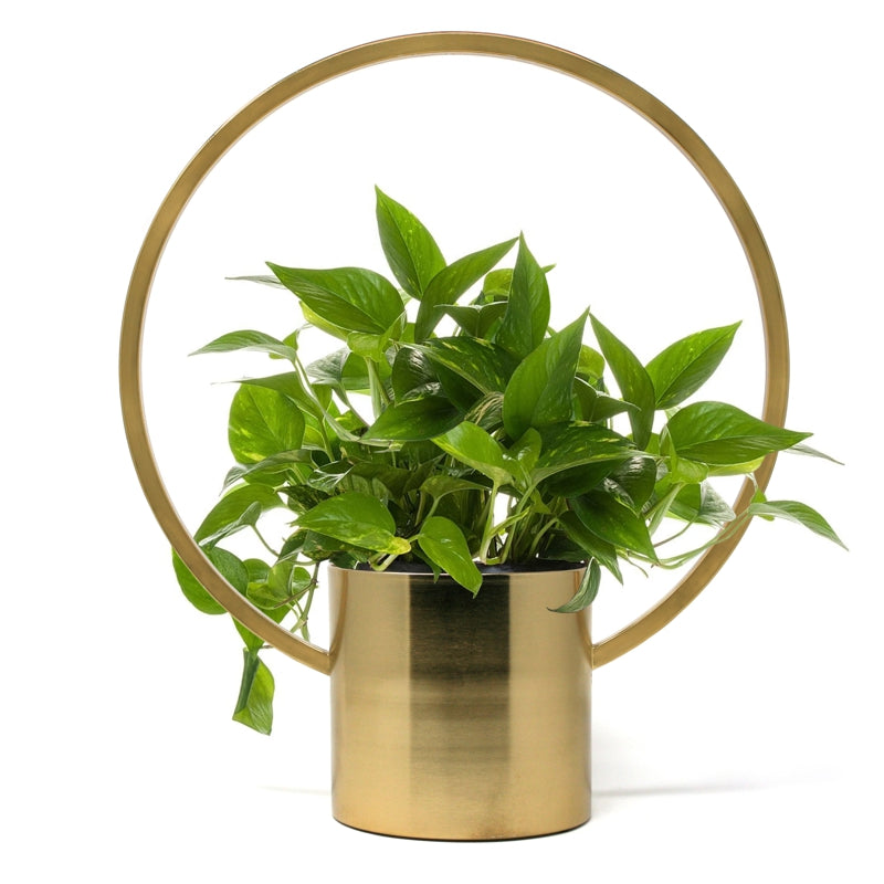 large gold hanging planter hanging planter gold – Silla Designs