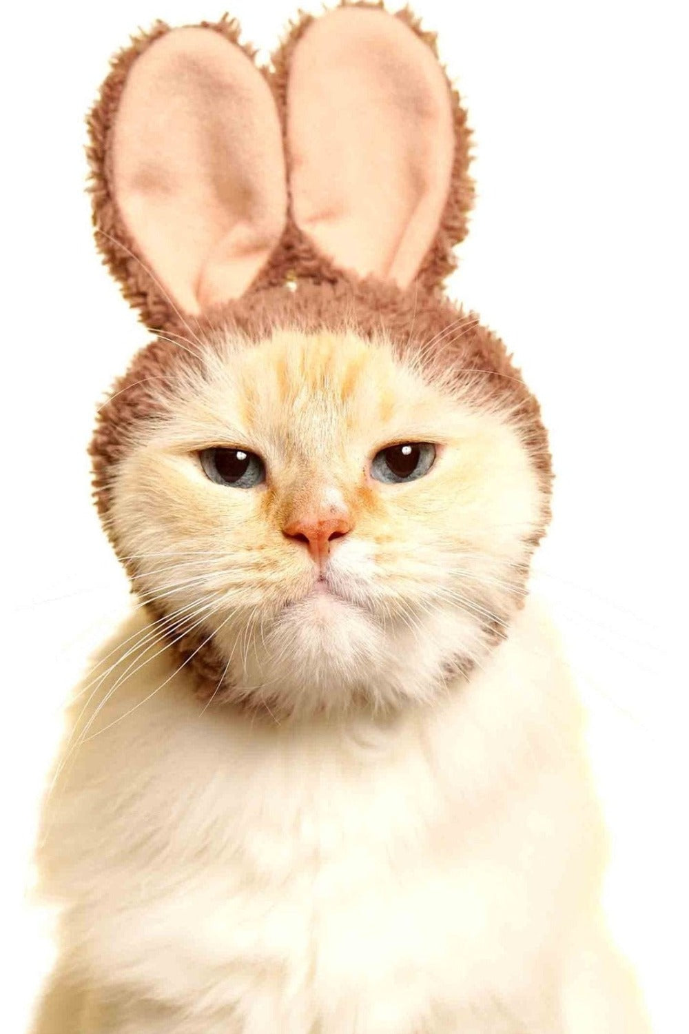 Cat Cap Blind Box Rabbit
