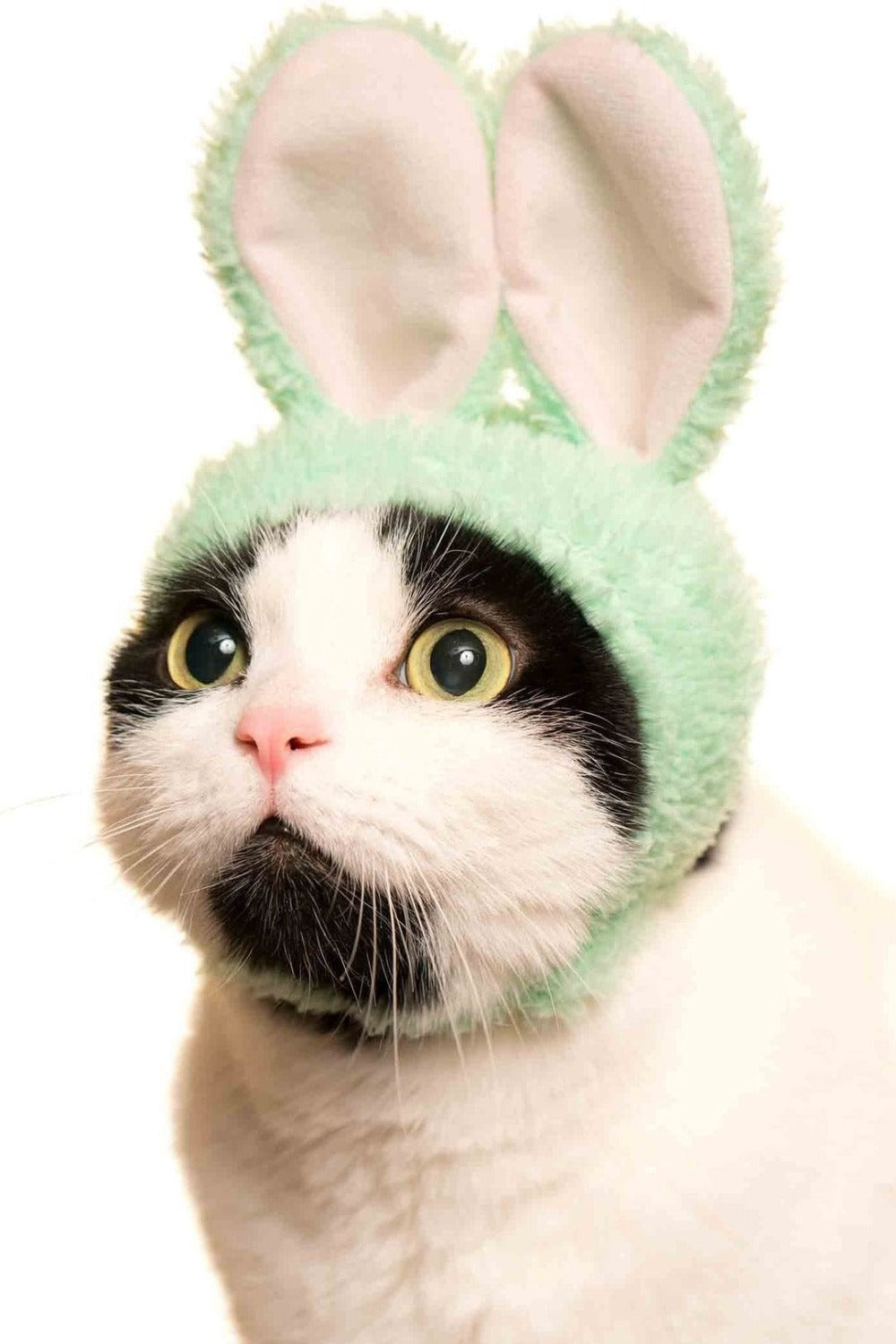 Cat Cap Blind Box Rabbit
