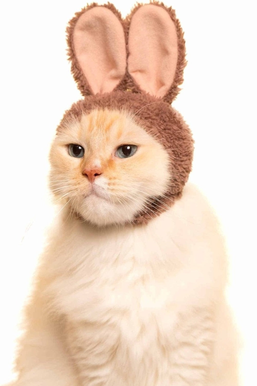 Cat Cap Blind Box Rabbit