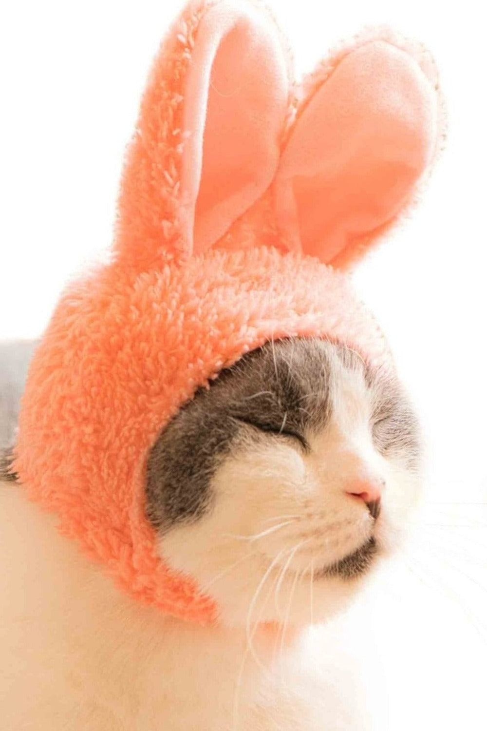 Cat Cap Blind Box Rabbit