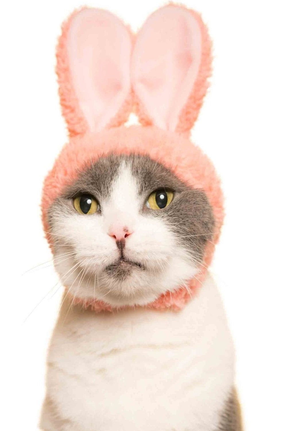 Cat Cap Blind Box Rabbit