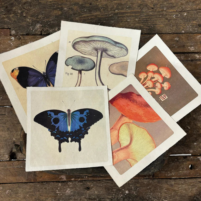 Blue Butterfly - Flora & Fauna Collection