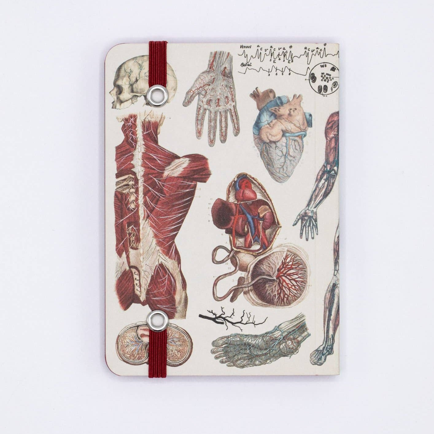 Anatomy & Physiology Observation Softcover Notebook