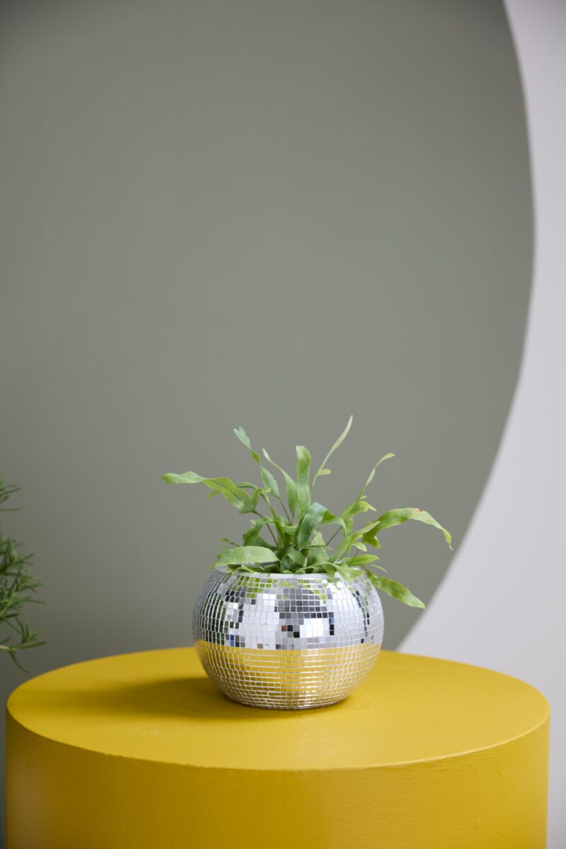 Disco Planter