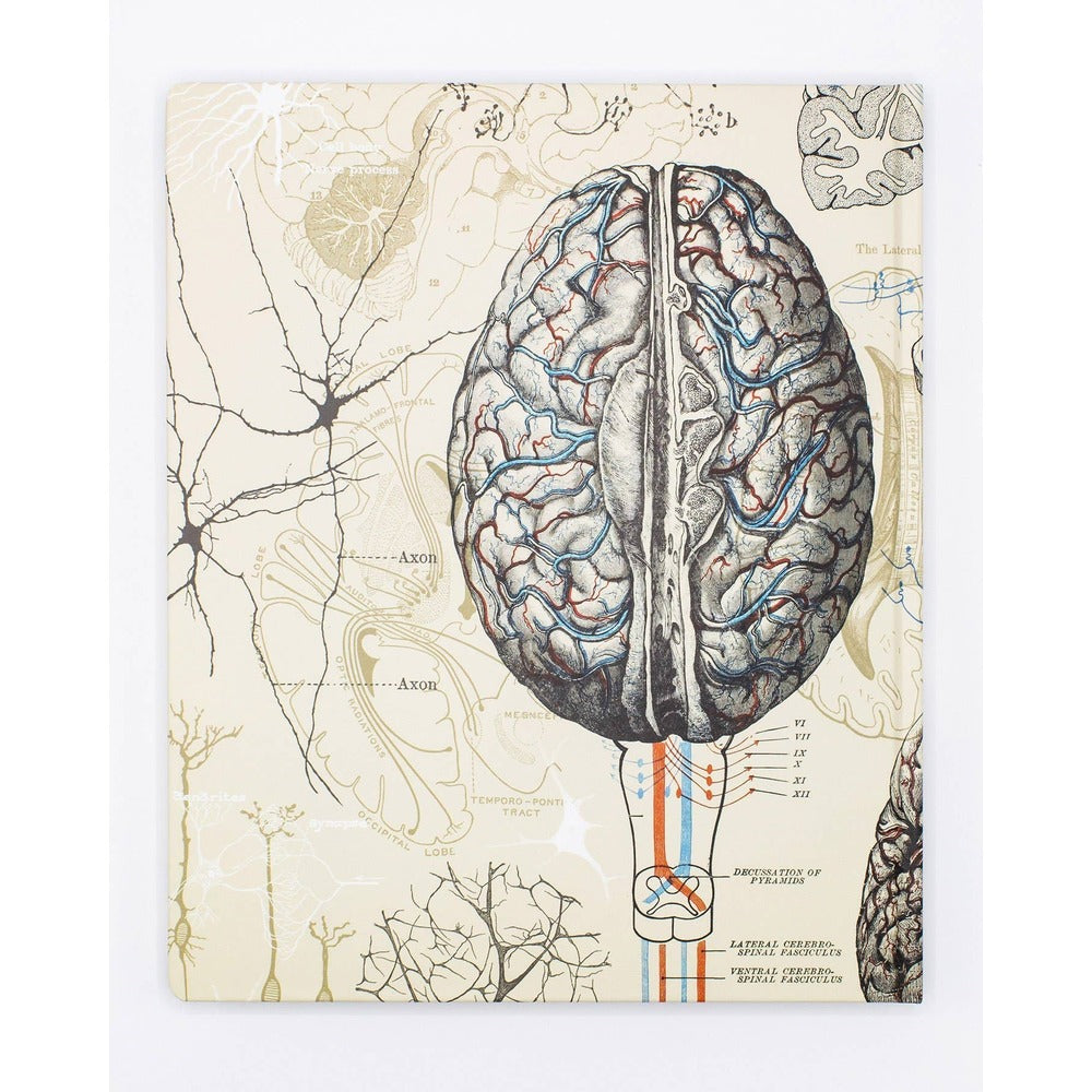 Brain & Neuroscience Lab Notebook