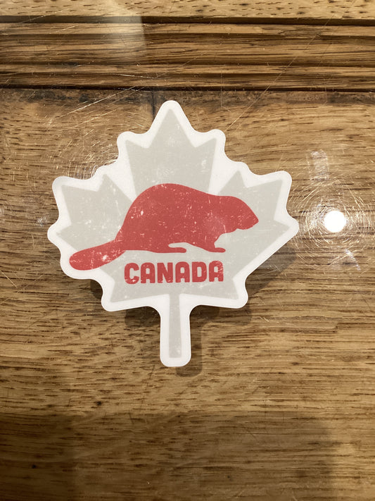 Canada beaver
