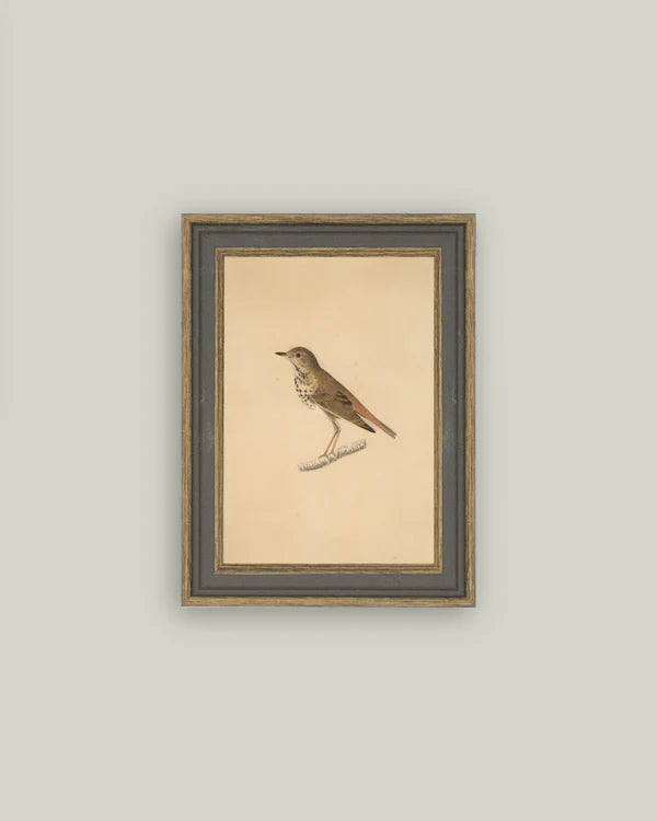 Bird Portrait