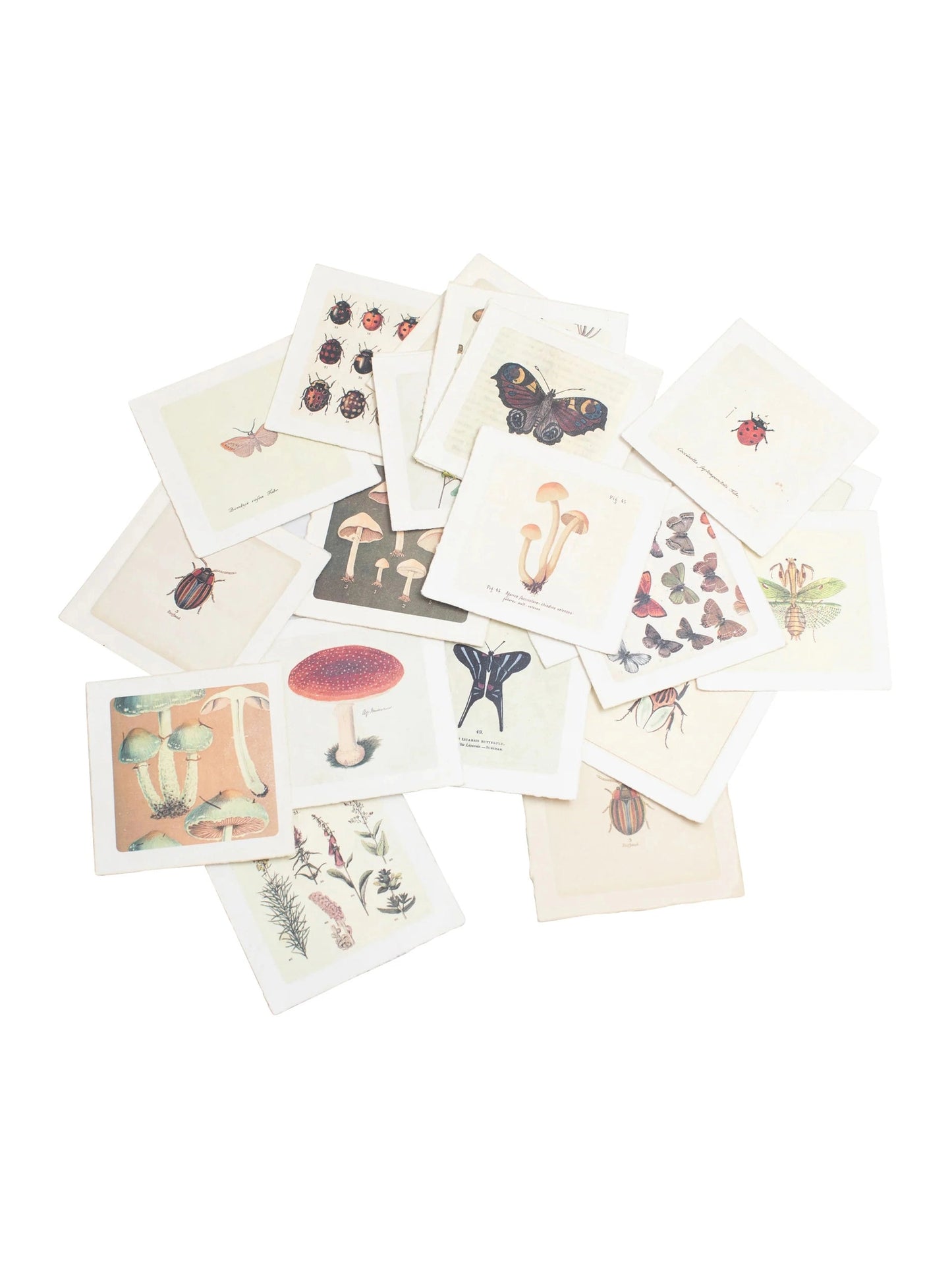 Flora & Fauna Collection - Assorted