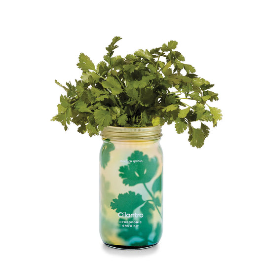 Garden Jars | Organic Cilantro