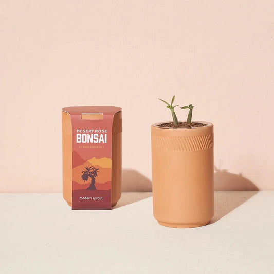 Terracotta Grow Kits - Desert Rose Bonsai