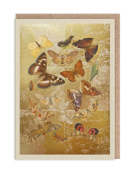 lepidoptera Greeting Card