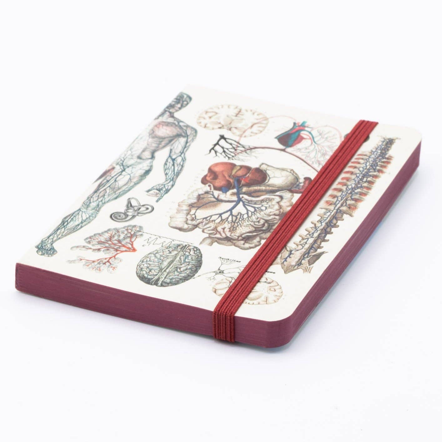 Anatomy & Physiology Observation Softcover Notebook