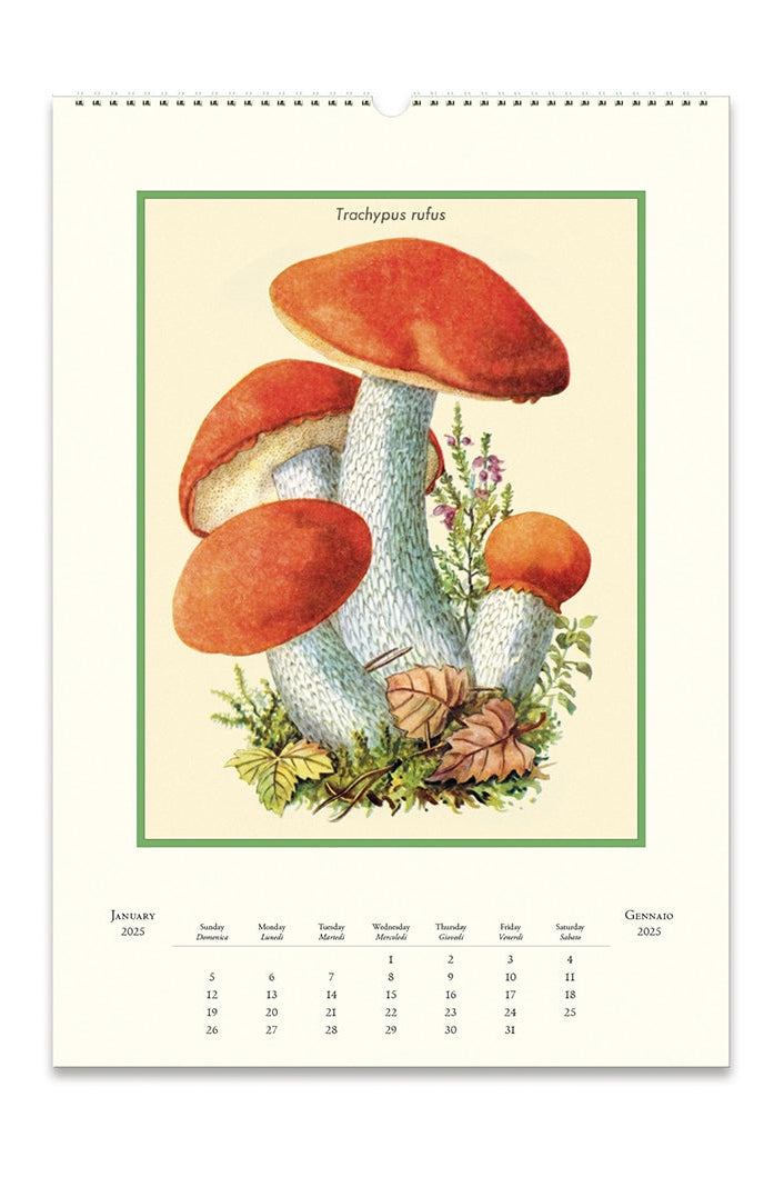 Champignons Wall Calendar