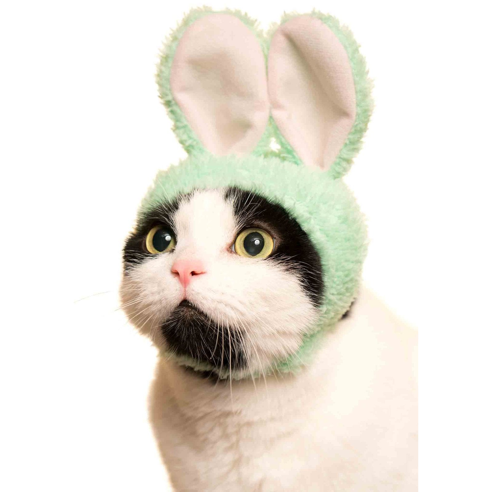 Cat Cap Blind Box Rabbit