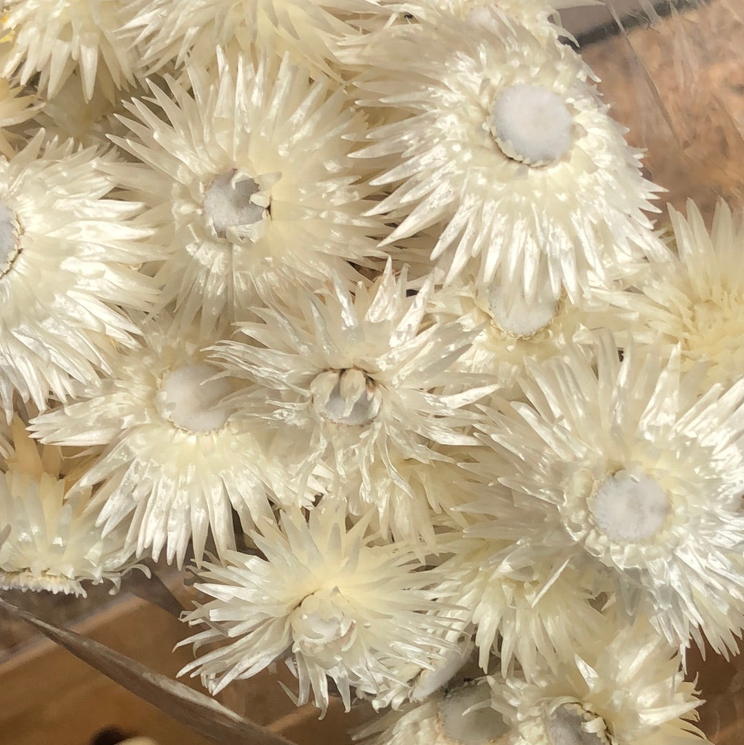 chrysanthemum white